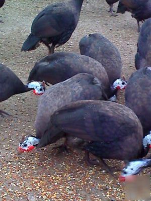 12 royal purple guinea fowl hatching eggs + 6 extra