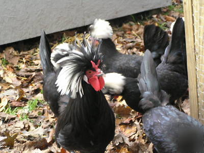 Polish chicken hatching eggs fertile for incubator 12+