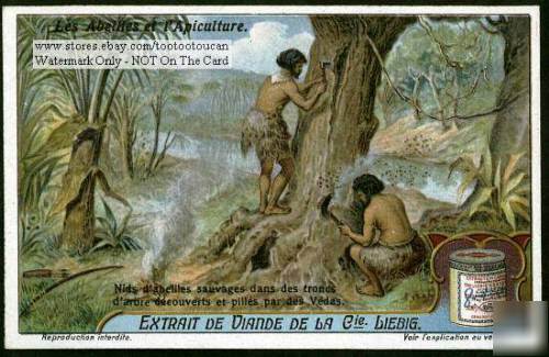 Ancient vedas indians harvest wild honey 1920S card
