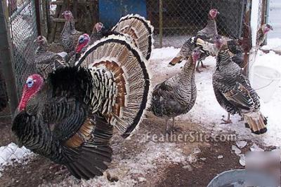 6 *true* black wing bronze turkey hatching eggs