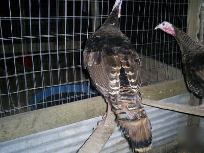 6 *true* black wing bronze turkey hatching eggs