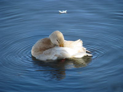 Rare australian spotted duck eggs for hatching. nine+