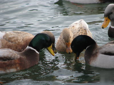 Rare australian spotted duck eggs for hatching. nine+