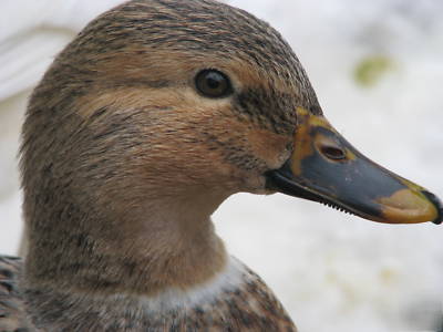 Rare australian spotted duck eggs for hatching. nine+