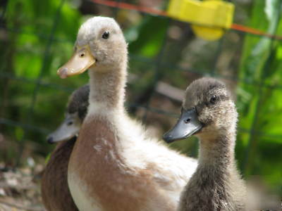 Rare australian spotted duck eggs for hatching. nine+