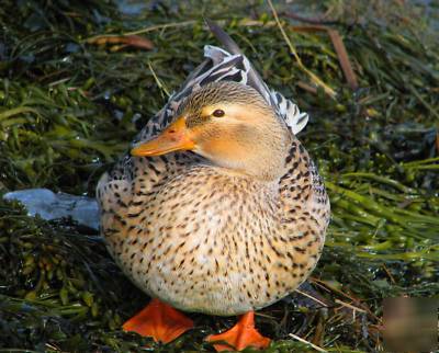 Rare australian spotted duck eggs for hatching. nine+