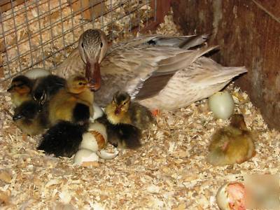Rare australian spotted duck eggs for hatching. nine+