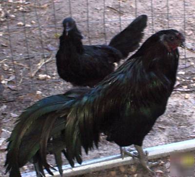 Sumatra black sumatras 3 fertile chicken eggs hatching
