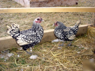 9+ silver sebright bantam fertile chicken hatching eggs