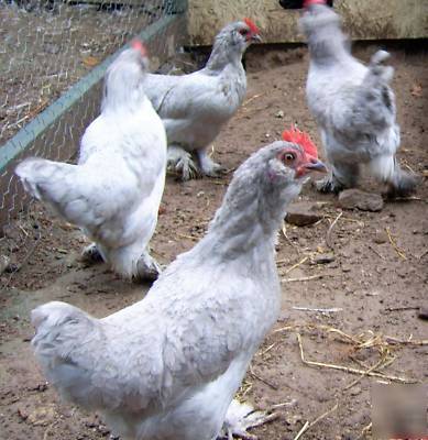 12 assorted variety d'uccle chicken hatching eggs
