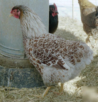 10+ blue laced red wyandotte hatching eggs