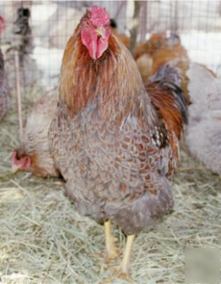 10+ blue laced red wyandotte hatching eggs
