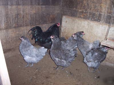 Ameraucana hatching eggs 