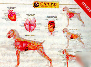 Canine muscular, skeletal and internal anatamy chart