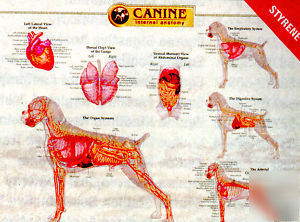 Canine muscular, skeletal and internal anatamy chart