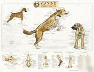 Canine muscular, skeletal and internal anatamy chart