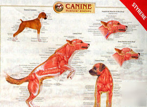 Canine muscular, skeletal and internal anatamy chart