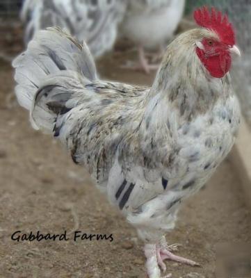 French blue splash marans chicken hatching eggs 18+ 