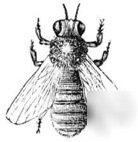 3 1850S books on beekeeping and building hives cd