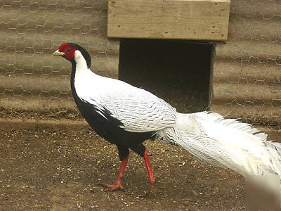 6 six plus true silver pheasant hatching eggs ready now