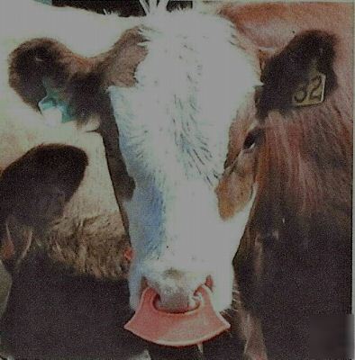 New calf quiet wean nose flaps tags package of 25