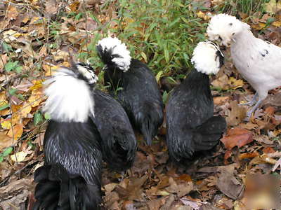 Polish chicken hatching eggs fertile for incubator 12+