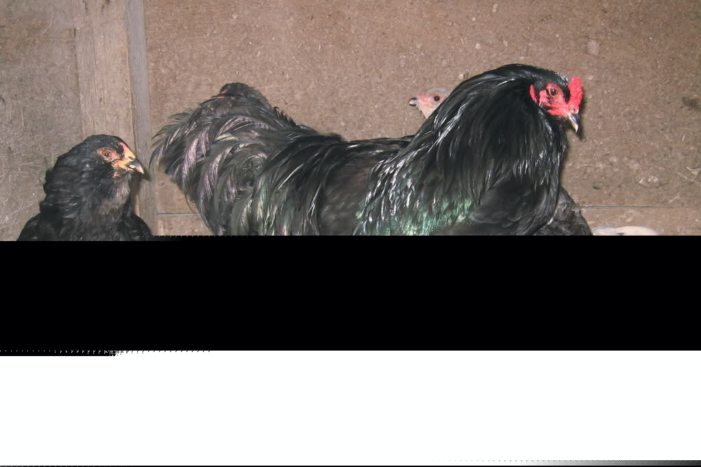 6+black/blue ameraucana hatching eggs
