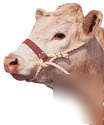 New cattle rope halter with leather nose band