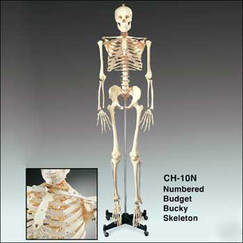 New budget bucky skeleton with stand brand 