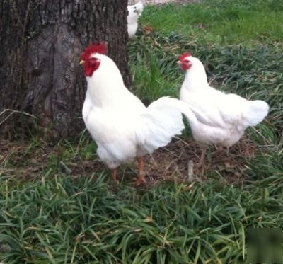 6+ white plymouth rock hatching fertile chicken eggs
