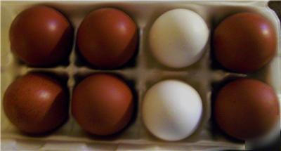 Cuckoo marans dark chicken fertile hatching eggs 8+