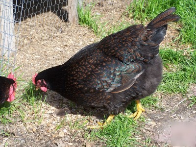 12 rare barnevelder hatching eggs =/=