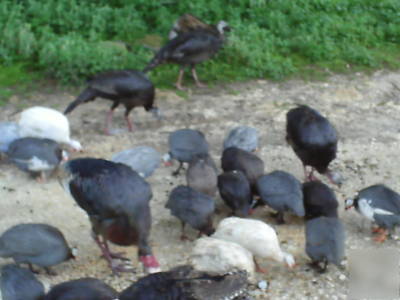  6 fancy free range guinea eggs were $8.50 now $6.75