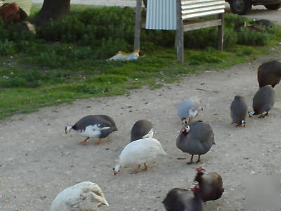  6 fancy free range guinea eggs were $8.50 now $6.75