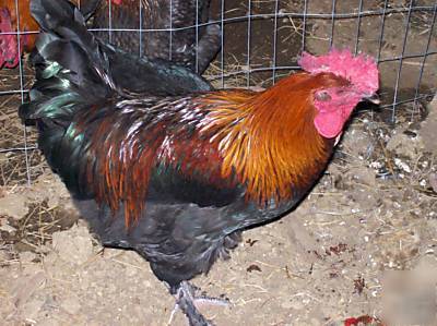 Black copper marans 10+ hatching eggs french wade jeane