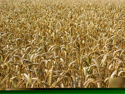 Gore wheat grass seeds 
