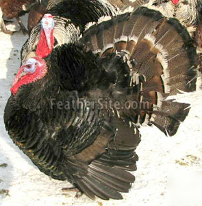 6 *true* black wing bronze turkey hatching eggs