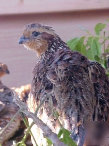 66+fresh butler bobwhite quail hatching eggs*ready now*