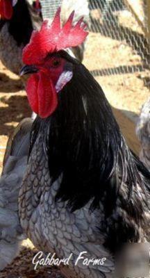 Blue andalusian chicken hatching eggs ~laced~ 10+ 