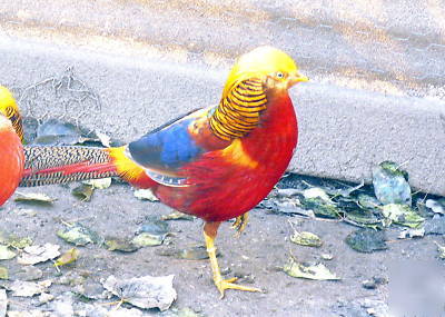 6 six red golden pheasant hatching eggs shipping now