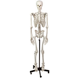 Nasco's human skeleton with stand 