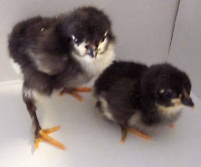 12+ black copper maran chicken fertile hatching eggs