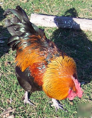 12+ black copper maran chicken fertile hatching eggs