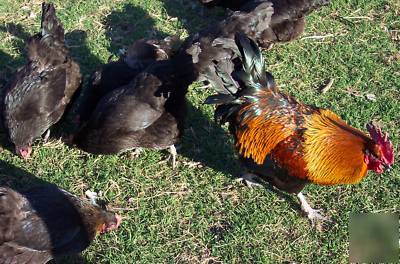 12+ black copper maran chicken fertile hatching eggs