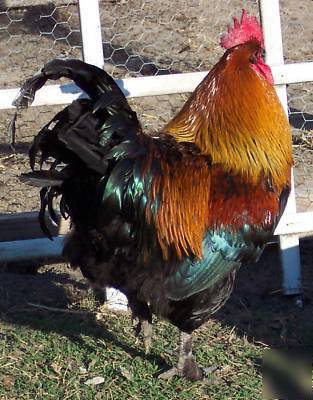 12+ black copper maran chicken fertile hatching eggs