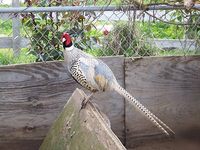 12 platinum ringneck pheasant hatching eggs laying now 