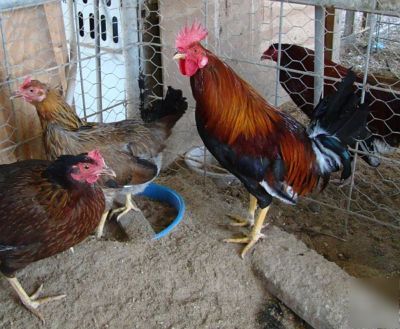 Asil/sweater gamefowl hatching eggs; pure democrat eggs