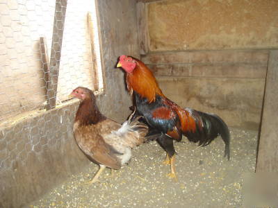 Asil/sweater gamefowl hatching eggs; pure democrat eggs