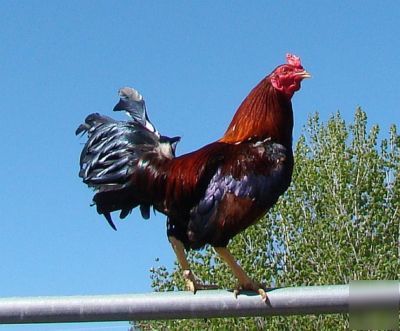 Asil/sweater gamefowl hatching eggs; pure democrat eggs