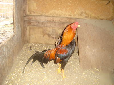 Asil/sweater gamefowl hatching eggs; pure democrat eggs